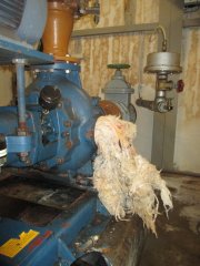 Vorsicht Pumpenkiller