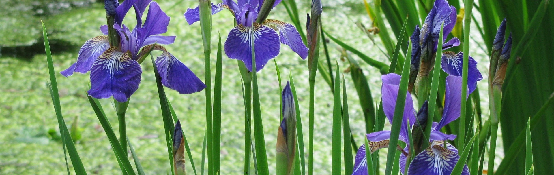 Header Würmschleife Iris
