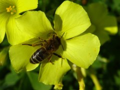Biene Blühflächen Biene Blühflächen