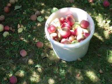 Keine Annahme von Fallobst auf den Recyclinghöfen im Landkreis Dachau