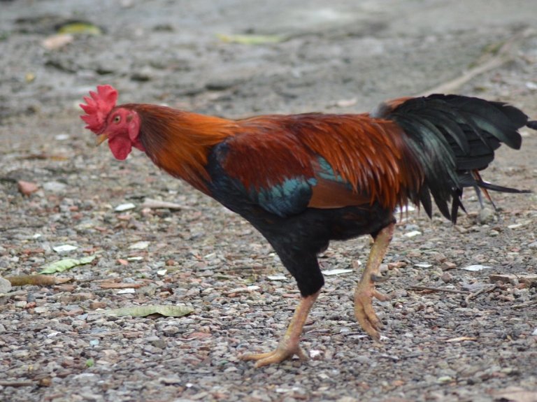 Vogelgrippe: Informationen und Schutzmaßnahmen