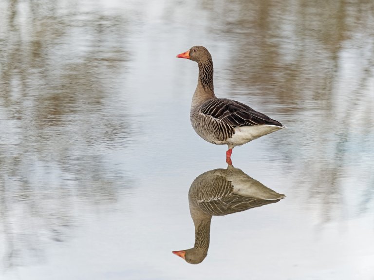 Wildes Karlsfeld - eine visuelle Entdeckungsreise vor der Haustür