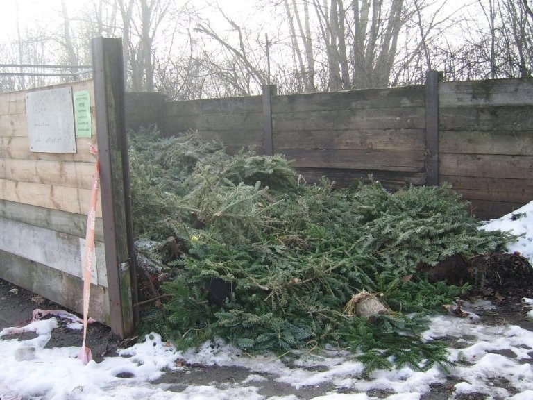 Wohin mit dem ausgedienten Christbaum?